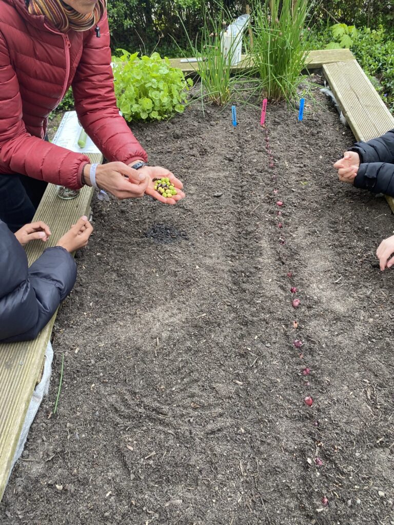 Aussaatvon Erbsen und Bohnen