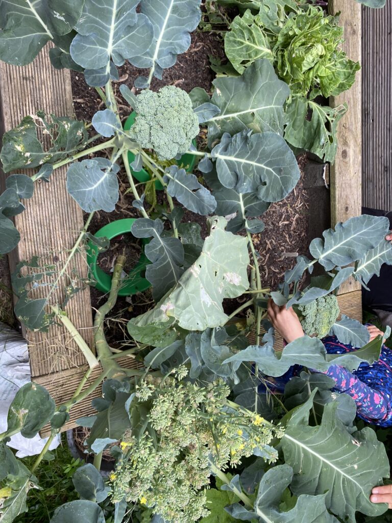 Brokkoli und Spitzkohl