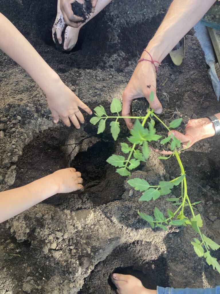 Eine Tomatenpflanze wird eingepflanzt