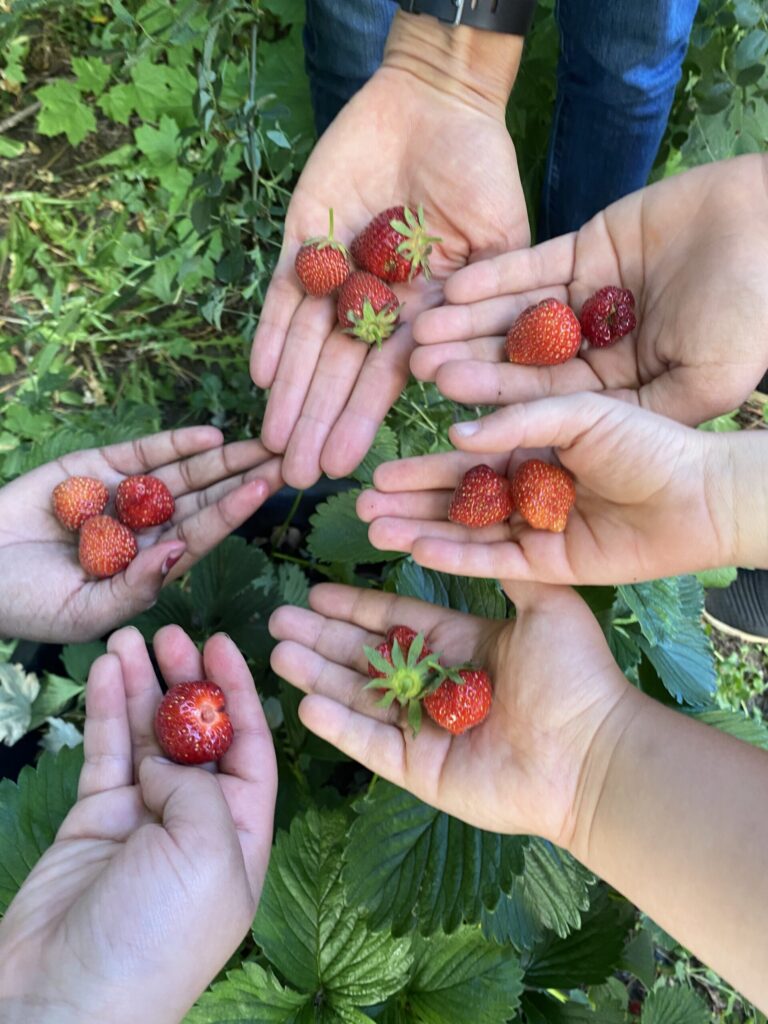 Erdbeerernte