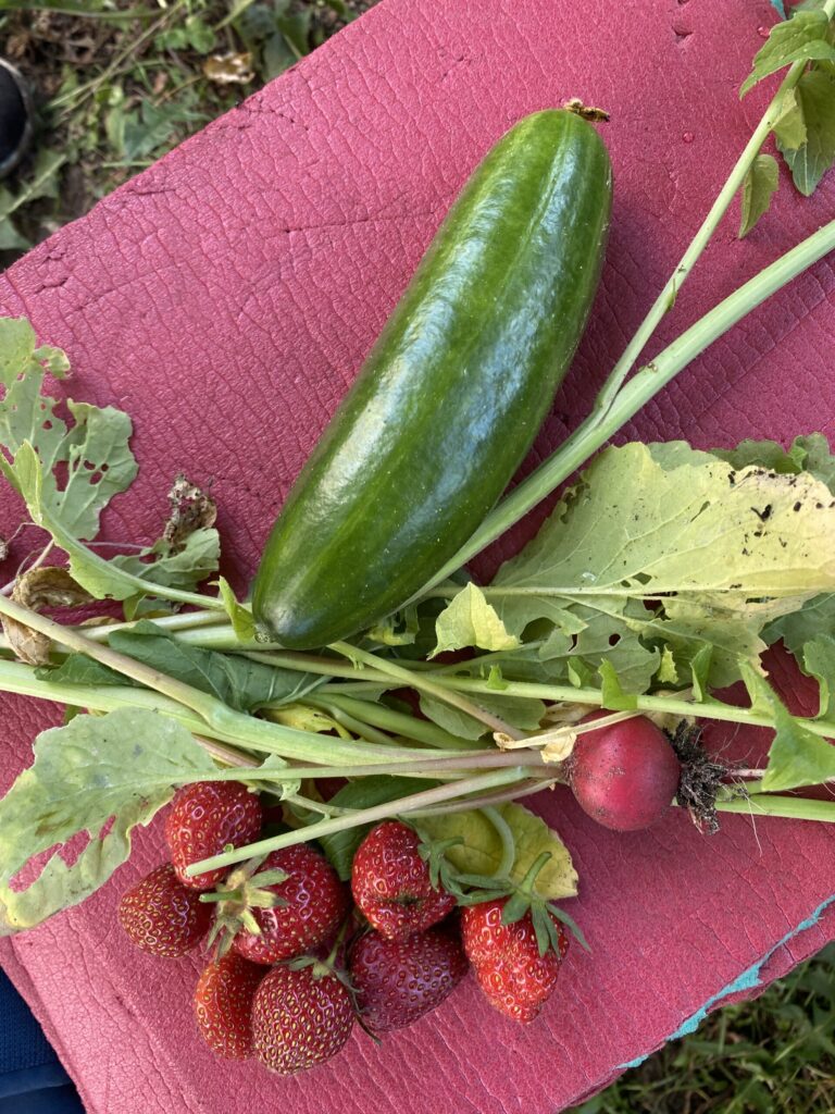 Gurke,Radieschen und Erdbeeren