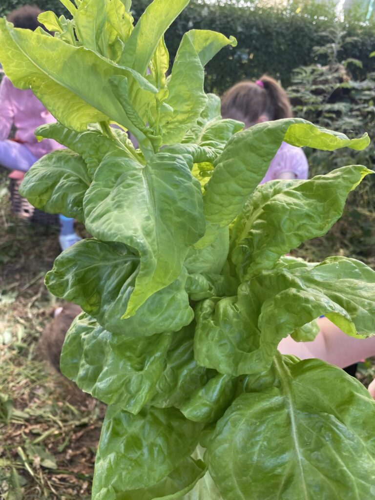 Salat und Schnittlauch 1