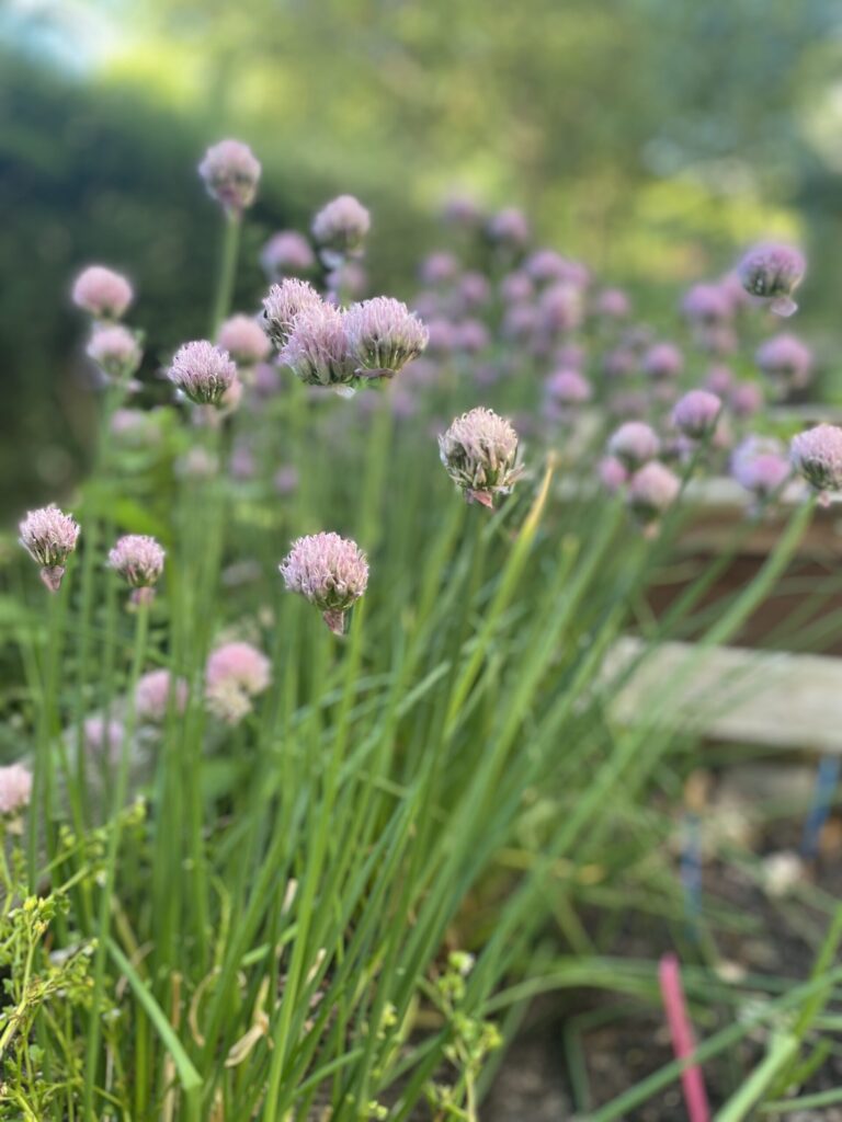 Salat und Schnittlauch 2