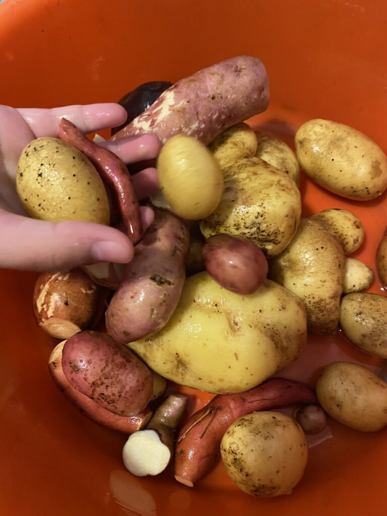 Verschiedene Kartoffelsorten